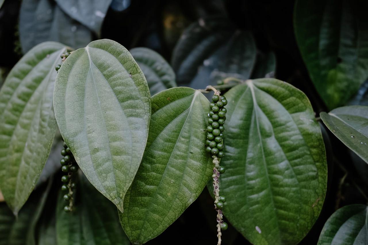 WhatsApp Image 2025-01-24 at 5.46.41 AM (4)